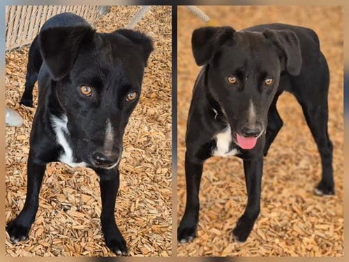 Photo of Ace, adoptable Pointer in Albuquerque, New Mexico