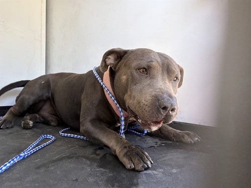Photo of A170156, adoptable Pit Bull Terrier in Bakersfield, California