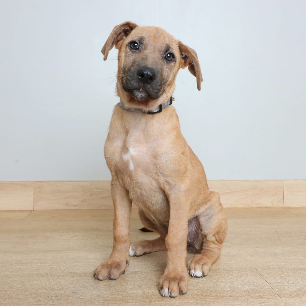 Photo of Zelda D70883, adoptable Terrier, American Pit Bull / Shepherd, German in Minnesota, Minnesota