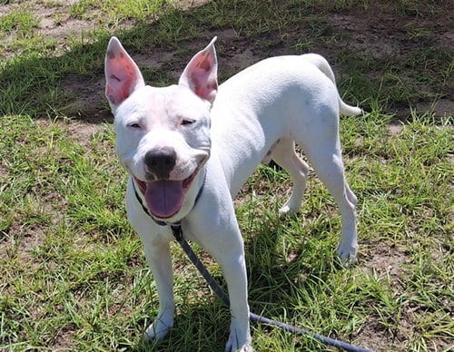 Photo of Eli, adoptable Staffordshire Bull Terrier in Ocala, Florida