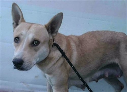 Photo of Ginger, adoptable German Shepherd Dog in Baldwin Park, California