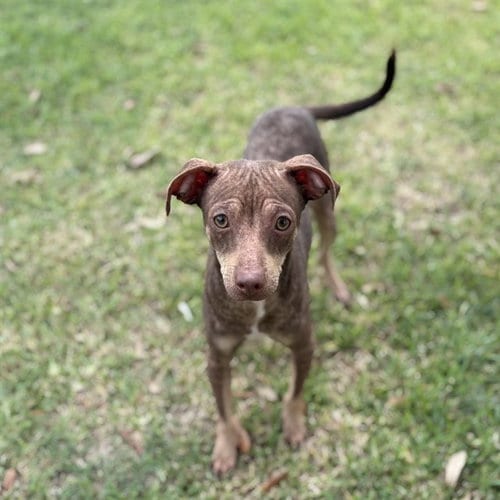 Photo of Mango, adoptable Chihuahua in Sugar Land, Texas