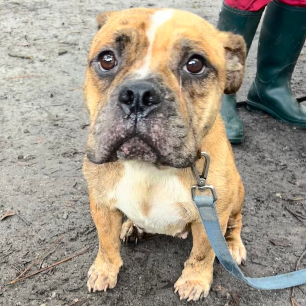 Photo of Selina, adoptable Mixed Breed (Medium) in Summerville, South Carolina