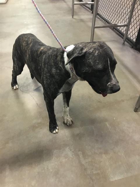 Photo of Clarence, adoptable Staffordshire Bull Terrier in Dallas, Texas