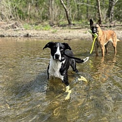 Photo of Banjo, adoptable Great Dane Australian Cattle Dog in Round Hill, Virginia