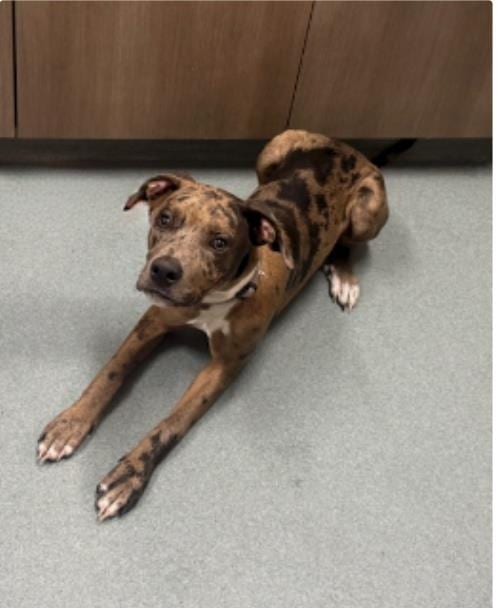 Photo of Scooby, adoptable Catahoula Leopard Dog in Baytown, Texas
