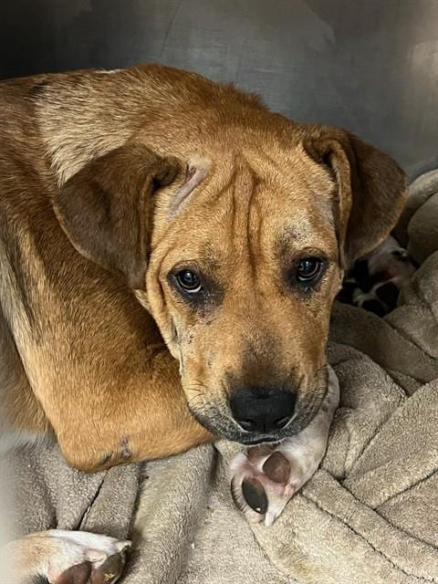 Photo of Hercules, adoptable Pit Bull Terrier in Riverside, California