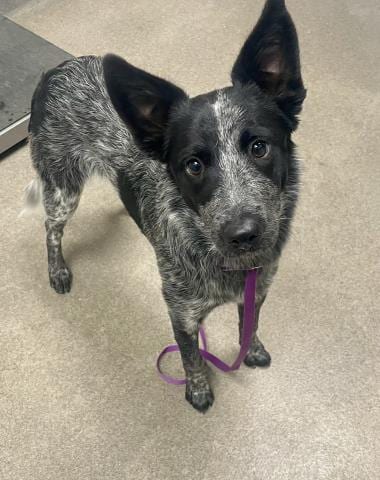 Photo of Kuzko, adoptable Australian Cattle Dog/Blue Heeler in HESPERIA, California