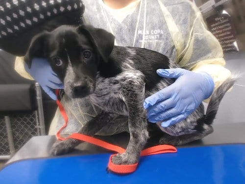 Photo of Bluegrass, adoptable Queensland Heeler in Phoenix, Arizona