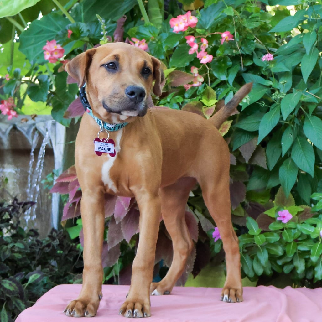 Photo of Maxine, adoptable Retriever, Labrador in Wake Forest, North Carolina