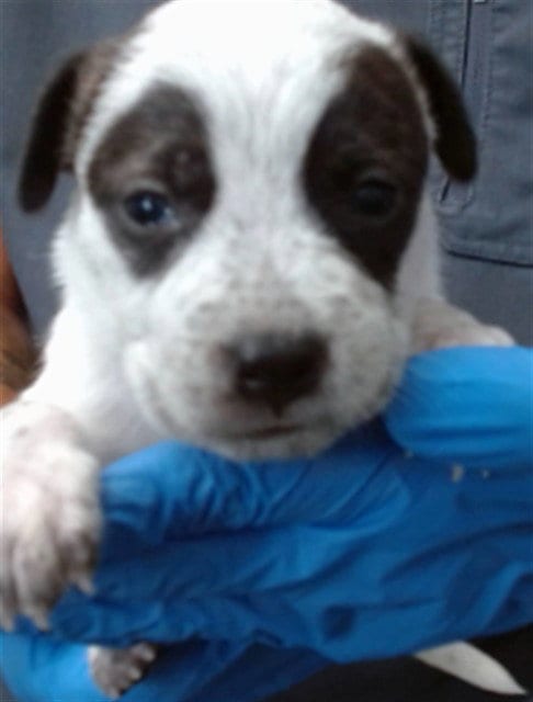 Photo of Aphrodite, adoptable Pit Bull Terrier in San Bernardino, California