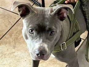 Photo of Doris, adoptable dog in Georgetown, Texas