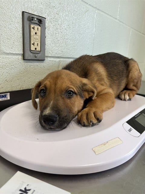 Photo of Luigi, adoptable German Shepherd Dog in Corpus Christi, Texas