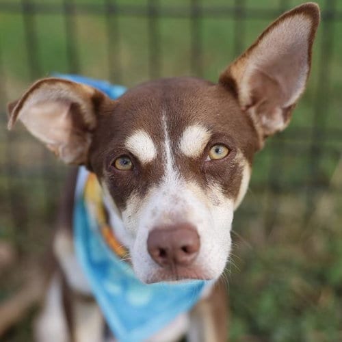 Photo of Elmen, adoptable Terrier in San Antonio, Texas