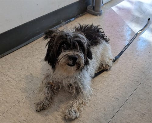 Photo of Bill, adoptable Yorkshire Terrier Yorkie in Plano, Texas