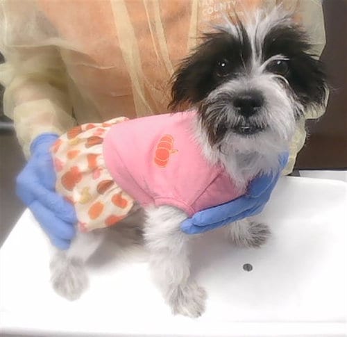 Photo of Sally, adoptable Cairn Terrier in Phoenix, Arizona