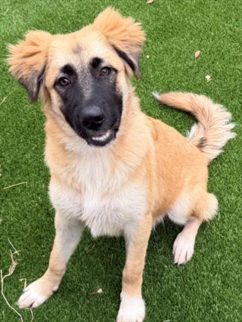 Photo of Gypsy, adoptable German Shepherd Dog in Texas City, Texas