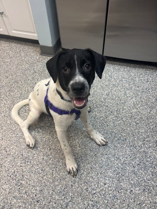 Photo of Broadway, adoptable English Pointer in Sayreville, NJ, New Jersey