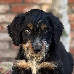 Photo of Bellini, adoptable Cattle Dog Goldendoodle in Valley Glen, California