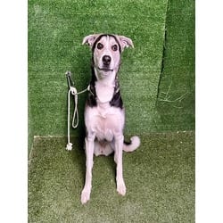 Photo of Annalee, adoptable German Shepherd Dog in Lancaster, California