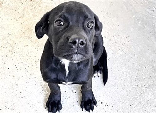Photo of Mouse, adoptable Labrador Retriever in Houston, Texas