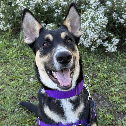 Photo of Poo Fighter, adoptable Husky in Fargo, North Dakota