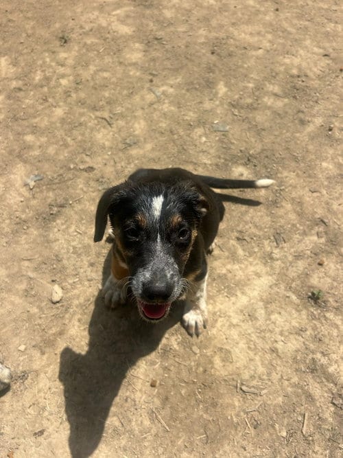 Photo of BRE Paws : Brenden, adoptable Australian Shepherd in Aurora, Indiana