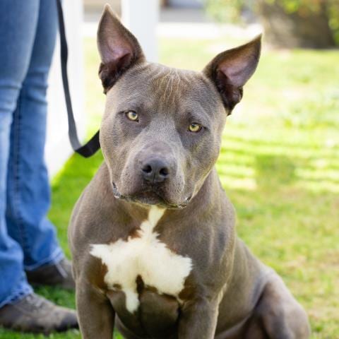 Photo of Grayson, adoptable Pit Bull Terrier in Camarillo, California
