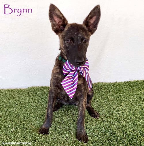 Photo of Brynn, adoptable Dutch Shepherd in San Diego, California