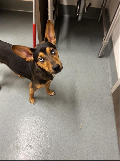 Photo of Sanders, adoptable German Shepherd Dog in Baytown, Texas