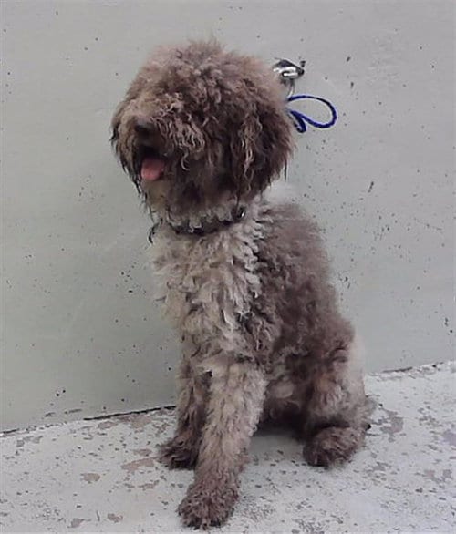 Photo of Athos, adoptable Poodle (Standard) in Houston, Texas
