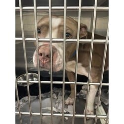 Photo of Buddy, adoptable American Pit Bull Terrier in Baton Rouge, Louisiana