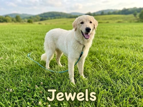 Photo of Jewels, adoptable Great Pyrenees in The Woodlands, Texas