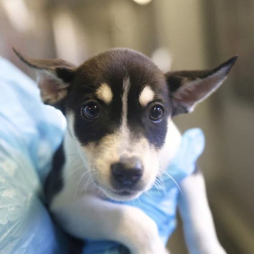 Photo of Sunny, adoptable Husky in San Antonio, Texas