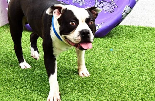 Photo of Oreo, adoptable American Bulldog in Ft Lauderdale, Florida