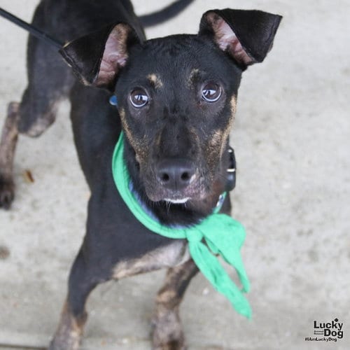 Photo of Ranger, adoptable Labrador Retriever in Washington, District of Columbia