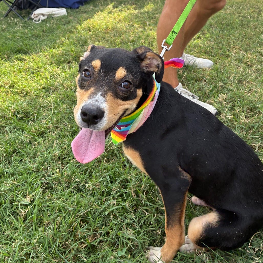 Photo of Champion, adoptable Hound / Mix in Boonville, Missouri