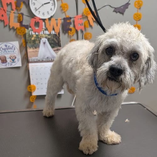 Photo of Simon, adoptable Terrier in Las Vegas, Nevada