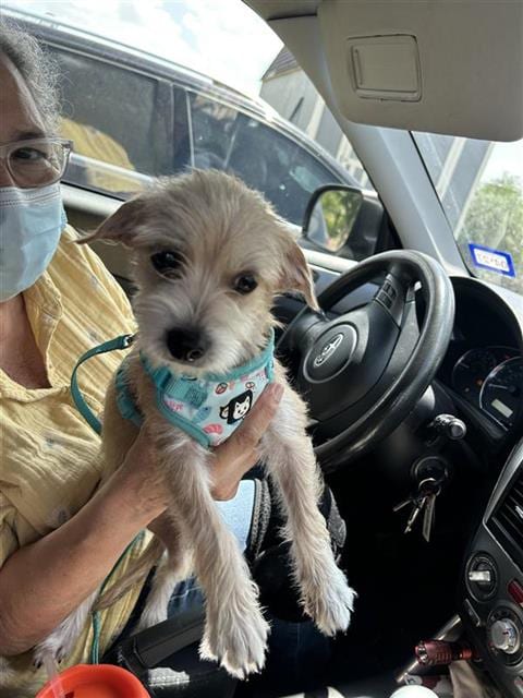 Photo of Viola, adoptable dog in San Antonio, Texas