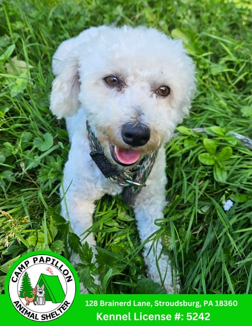 Photo of Florence, adoptable Bichon Frise in Stroudsburg, Pennsylvania