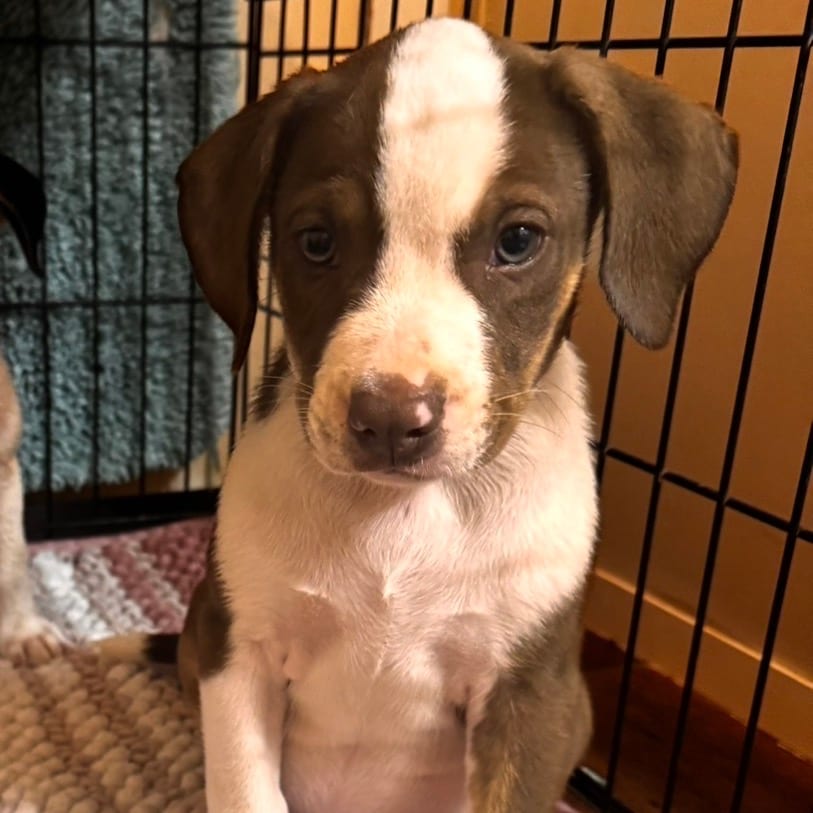 Photo of Cooper, adoptable Mixed Breed (Medium) in Buffalo, Minnesota