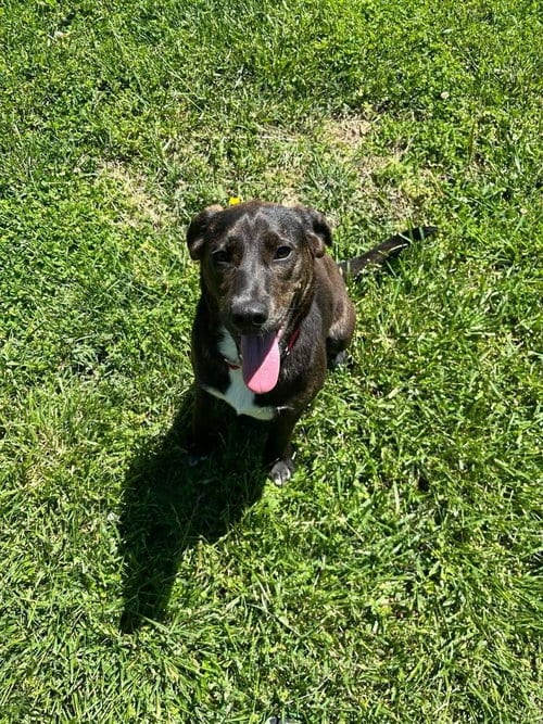 Photo of RC Brook, adoptable Mountain Cur in Aurora, Indiana