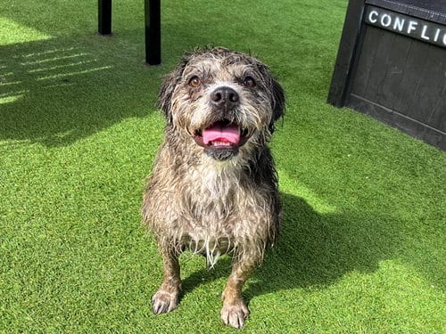 Photo of Cheri, adoptable Cairn Terrier in Orange, California