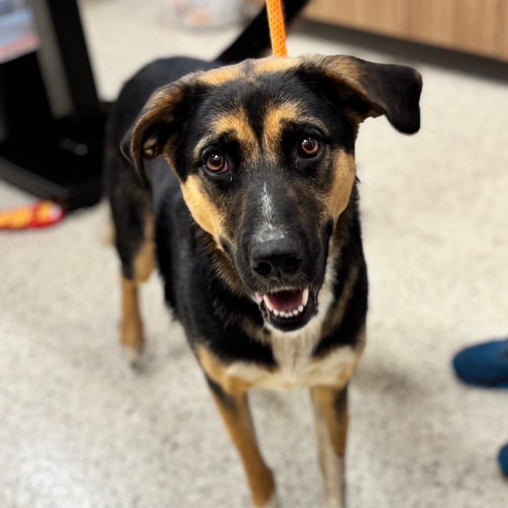 Photo of Junior, adoptable Mixed Breed (Medium) in Nashville, Indiana