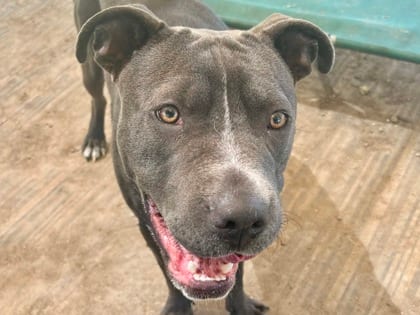 Photo of Flint, adoptable dog in Georgetown, Texas