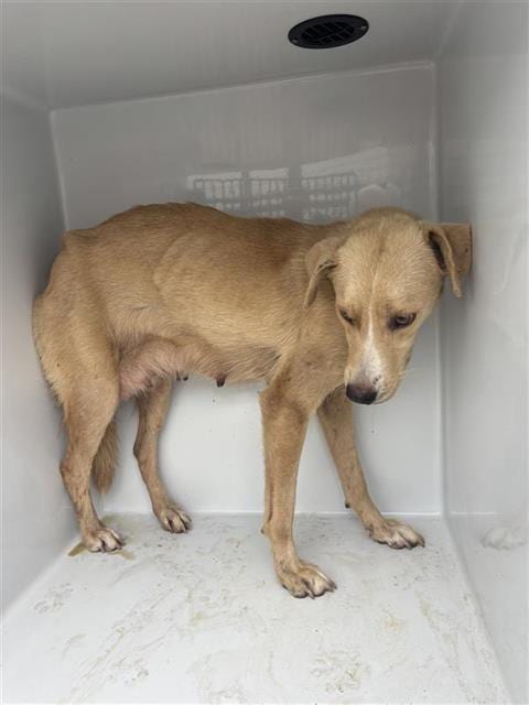 Photo of Senior German Shepherd Dog and Black Mouth Cur, adoptable German Shepherd Dog and Black Mouth Cur in Houston, Texas