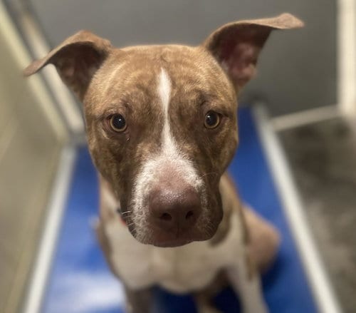Photo of Shyanne, adoptable Pit Bull Terrier in Woodland, California