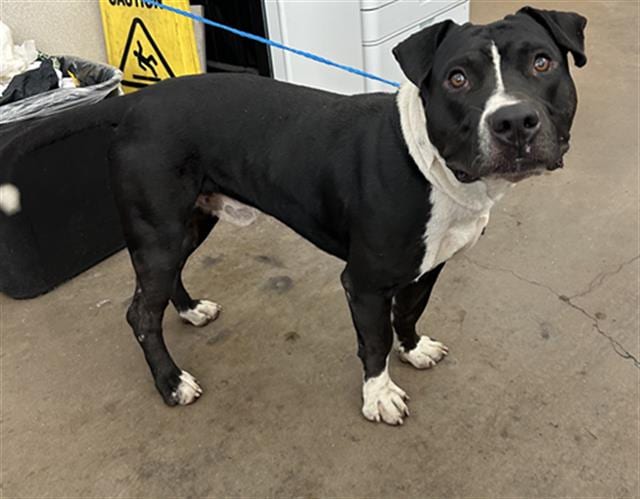 Photo of Tucker, adoptable Mixed Breed