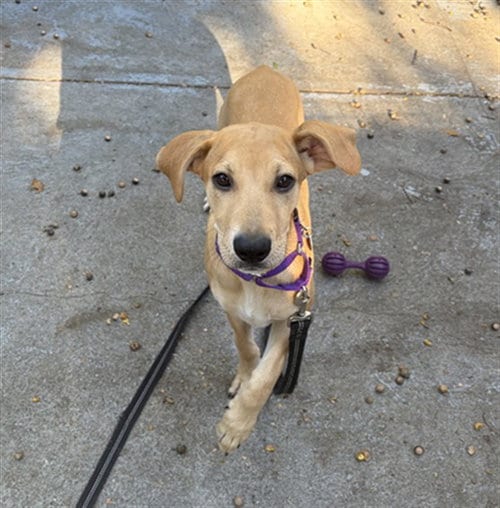 Photo of Bentley, adoptable Labrador Retriever in Boston, Massachusetts