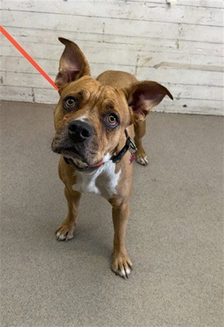 Photo of Ruby, adoptable Pit Bull Terrier in San Bernardino, California